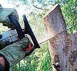 How Our Tree Care Process Works  in  Fair Oaks, CA