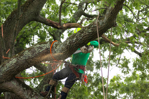 Best Palm Tree Trimming  in Fair Oaks, CA