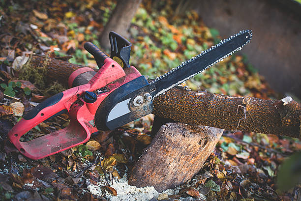 Best Tree Maintenance Programs  in Fair Oaks, CA