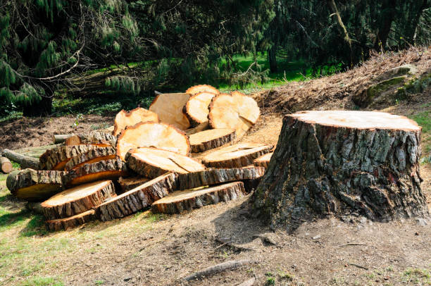 Professional Tree Care in Fair Oaks, CA